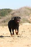 ROTTWEILER 124